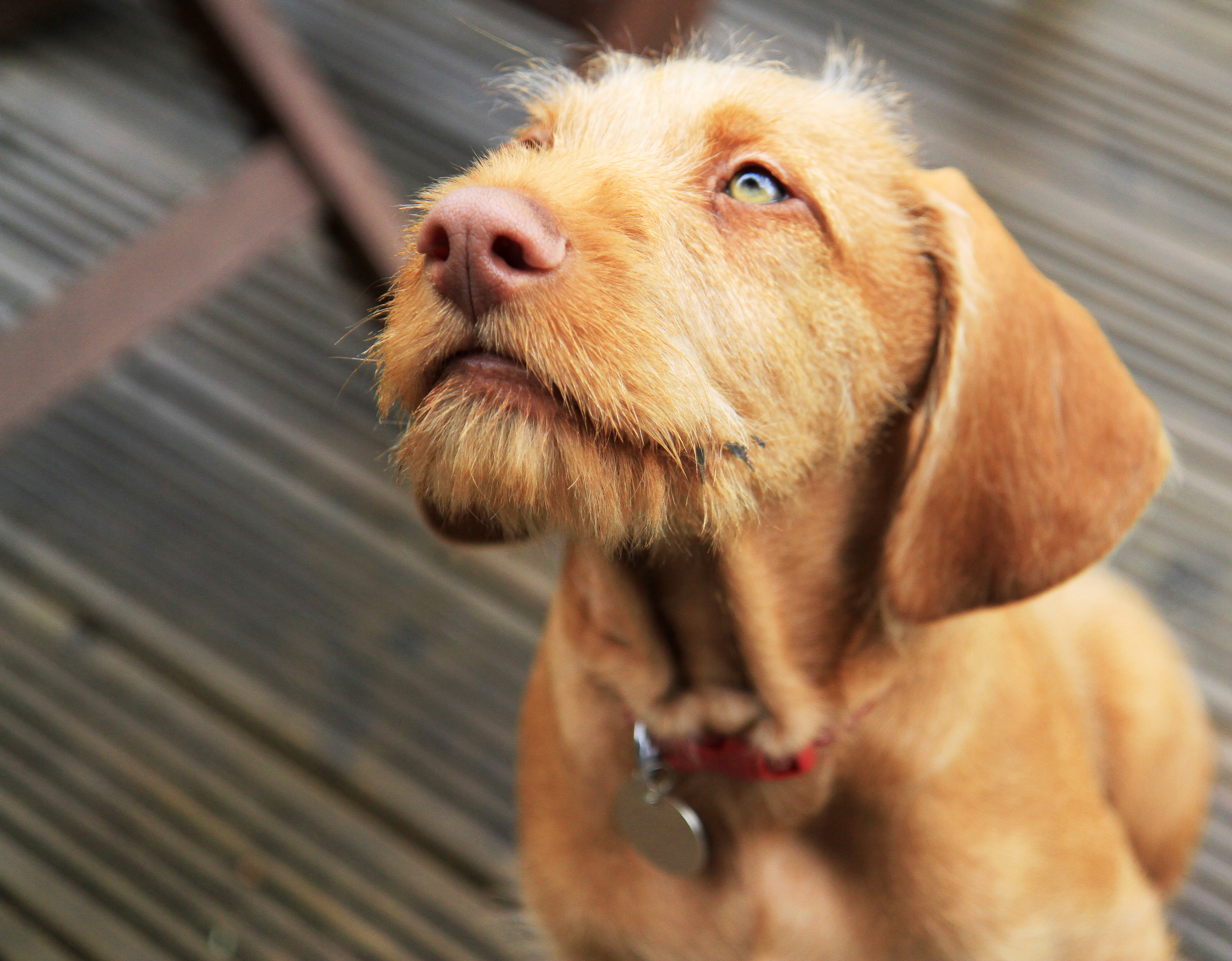 Vizsla puppy